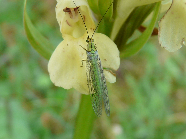 Hypochrysa elegans